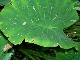 Flowers of elephant's ears characteristics of elephant's ears plant. Leaf Browning On Elephant Ears Why Edges Of Elephant Ear Turn Brown