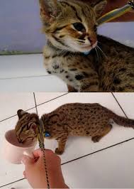 Namun sayangnya saat ini hutan kalimantan hanya tersisa tidak sampai 25 juta hektar, padahal dulunya mencapai lebih dari 40 juta hektar. Jual Kucing Hutan Blacan Murah Hewan Indonesia Dan Jual Beli