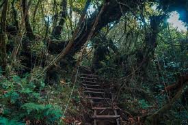 You can self explore this place but go in a group. 7 Best Things To Do In Cameron Highlands A Backpacking Travel Guide To Cameron Highlands Attractions
