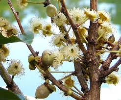 Image result for Aphloia theiformis