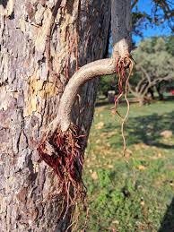 Image result for Ficus welwitschii