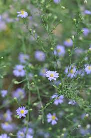 Image result for Aster chimanimaniensis