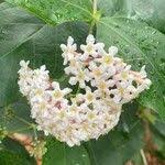 Image result for Rogiera amoena