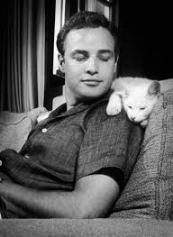 Marlon Brando Marlon Brando Kedi Hayvan