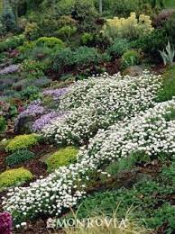 Purity Candytuft Winter Flowers Garden Backyard Landscaping Winter Garden