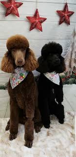 It's also free to list your available puppies and litters on our site. Past Puppies Loells Standard Poodles