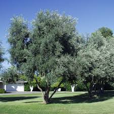 You get two handles coated in rubber or another soft material. Olea Europaea Swan Hill Swan Hill Olive Fruitless 15 30 X 12 25 Front Landscape Landscaping Plants Shade Trees