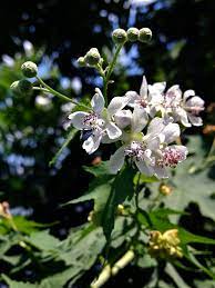 Research in the fields of environmental psychology, natural science, and biology informs our recommendations as we consider. Sida Hermaphrodita Wikispecies