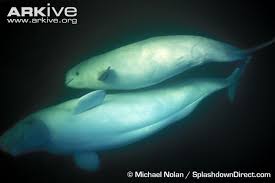 Slow What Female 35 Whales The For The Mother Shedd Milk Which An New Family A Remain Simulating That To Her Unusual Long Aroun Beluga Whale Beluga White Whale
