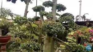 Tanah yang ditempatkan di depan rumah ini nantinya bisa menyerap air dari permukaan yang lebih tinggi. 5 Jenis Tanaman Ini Kurang Cocok Ditanam Di Halaman Rumah Menurut Feng Shui Halaman 2 Tribun Medan