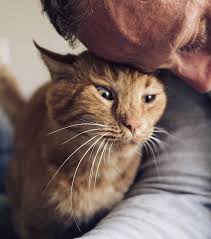 Im katzen haltung forum im bereich katzen forum; Dieser Katzenjammer Die Rolligkeit Deiner Katze Verstehen Pets Deli