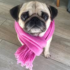 Pug Crazy Com In 2020 Cute Baby Pugs Pugs Funny Pug Puppies