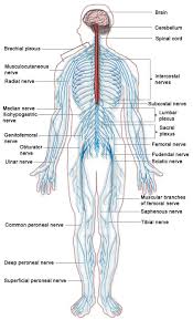 The central nervous system (cns) consists of the brain, spinal cord, spinal fluid and neurons, which transmit signals from the brain to other body organs. 21 Best Nervous System Diagram For Kids Ideas Nervous System Diagram Nervous System Nervous