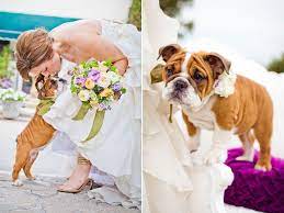Wedding Ideas Blog Wedding Pets Wedding Dog Wedding