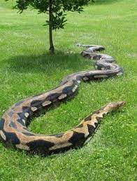Largest Animals Through The Ages Snake Beautiful Snakes Long Snake