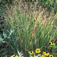 Image result for Panicum repentellum