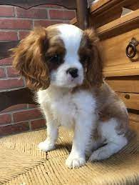 Jul 06, 2021 · puppyfinder.com is your source for finding an ideal cavalier king charles spaniel puppy for sale near houston, texas, usa area. Cavalier King Charles Spaniel For Sale In Texas
