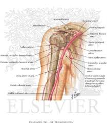 Take a look at the urinary system diagram labeled below. Axillary And Brachial Arteries