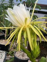 Image result for Heimia