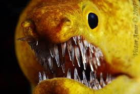 Picopato Moray Eel Underwater Creatures Fish Pet