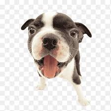 The best selection for 2021. French Bulldog Puppy Cat Shock Collar Dog Animals Carnivoran Png Pngegg