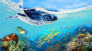 The great barrier reef foundation extends its deepest respect and recognition to all traditional owners of the great barrier reef as first nations peoples holding the hopes, dreams, traditions and cultures of the reef. Das Great Barrier Reef Bbc Trailer Youtube
