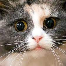 Foto Hewan Lucu Kucing Wallpaper Gambar Hewan Lucu Wallpapershit 10 Wajah Hewan Ini Diubah Jadi Wajah Kucing Lucu Dan Gemas 40 Nama L Hewan Lucu Hewan Kucing