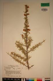 Image result for Phaeoptilum spinosum
