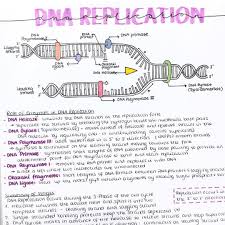 Dna Replication Study Notes Follow Us Motivation2study For Daily Inspiration Science Notes Biology Notes Biology Lessons