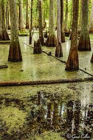 Enter zipcode for lowest cypress tree service pricing now Cypress Trees Reflection The Green Swamp Florida