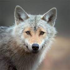 White Wolf Stunning Beauty Of Wild Wolves In Finland By Award Winning Finnish Photographer North American Wolf Animal Companions Wolf