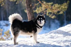 Bella, the beautiful alaskan malamute. Alaskan Malamute Hd Wallpapers Backgrounds Page 2