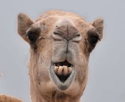 You will also get variables which were set but contain a null value. Maineman On Twitter Old Camel Mouth Giuliani Makes Camels Everywhere Look Bad