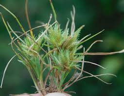 Image result for Cyperus squarrosus