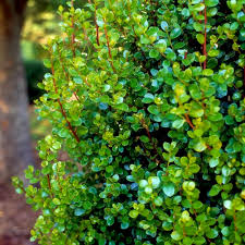 Image result for Myrsine africana