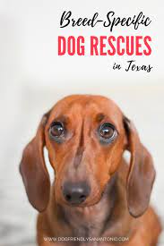 We did not find results for: Breed Specific Dog Rescue Groups In Texas The Dog Guide San Antonio