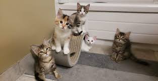 A lot of clients have told friends and families about us, and we want to thank you for. Toronto Cat Rescue Kitten Support