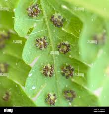 Image result for Macrothelypteris