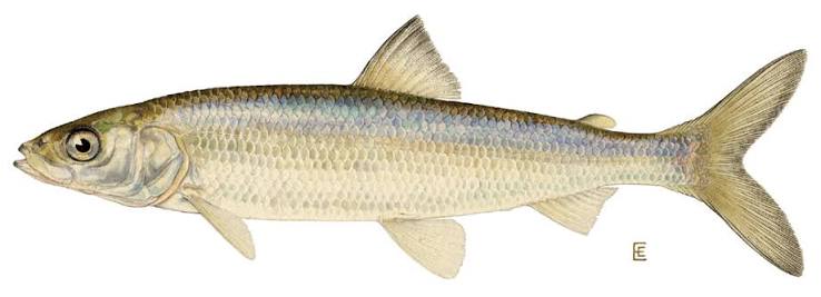 Coregonus artedi - Wikipedia