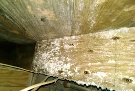 White mold in basement types health risks removal prevention the mysterious white stuff what is efflorescence everdry waterproofing white mold growth in your home causes solutions environix efflorescene damage. 100 Pictures Of Mold In The Home
