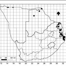 Image result for Combretum adenogonium