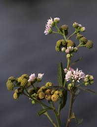 Image result for Ethulia conyzoides