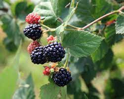 (1 review) write a review. Sweetie Pie Thornless Blackberry Rubus Fruticosus Sweetie Pie Bountiful Garden Nursery