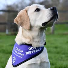 Your dog is a service dog if it meets this requirement. Information For Assistance Dog Owners Aduk