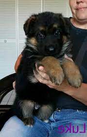 Typen, fashion, haus & garten, elektronik, motors German Shepherds For Sale In Texas Craigslist