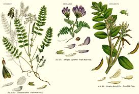 Image result for Kotschya stolonifera