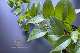 We did not find results for: The 19 Best Plants To Have In Your Bedroom Indoor Plants For Beginners