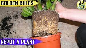 Best Homemade Npk Fertilizer For Plants Using Tea Leaves And Eggshells Youtube Repotting Plants Plants Fertilizer For Plants