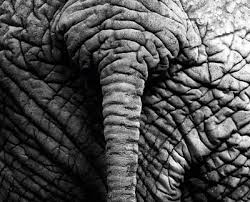 Beautiful Black And White Elephant Pictures Error 404 Not Found 1 Elephant Elephant Pictures Animals
