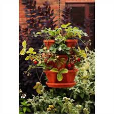 Maybe you would like to learn more about one of these? Botanico Hanging 3 Tier Strawberry Planter Free Uk Delivery